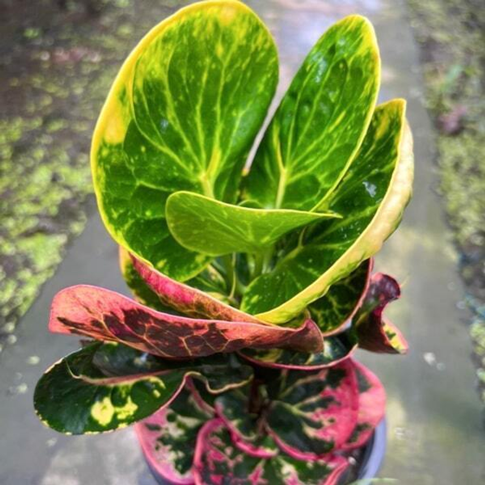 Кротон SEDTHEE KHLONG MAI