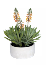 Алоэ остистое