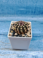 Echinocereus Viridiflorus (Эхиноцереус)