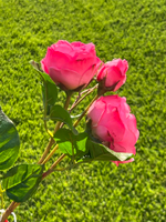 Роза спрей розовая 60 см