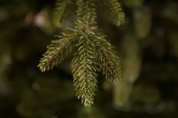 Искусственная ель Ирландская 365 см., литая хвоя+пвх, Black Box (74392)