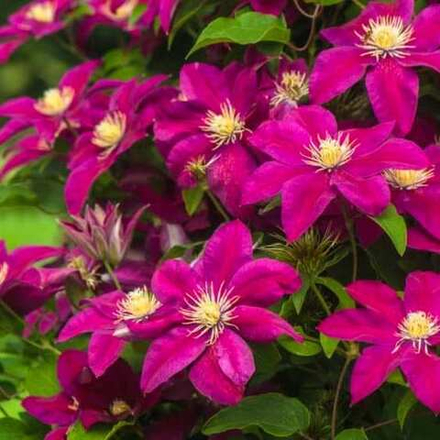 Клематис Хоши-Но-Фламенко