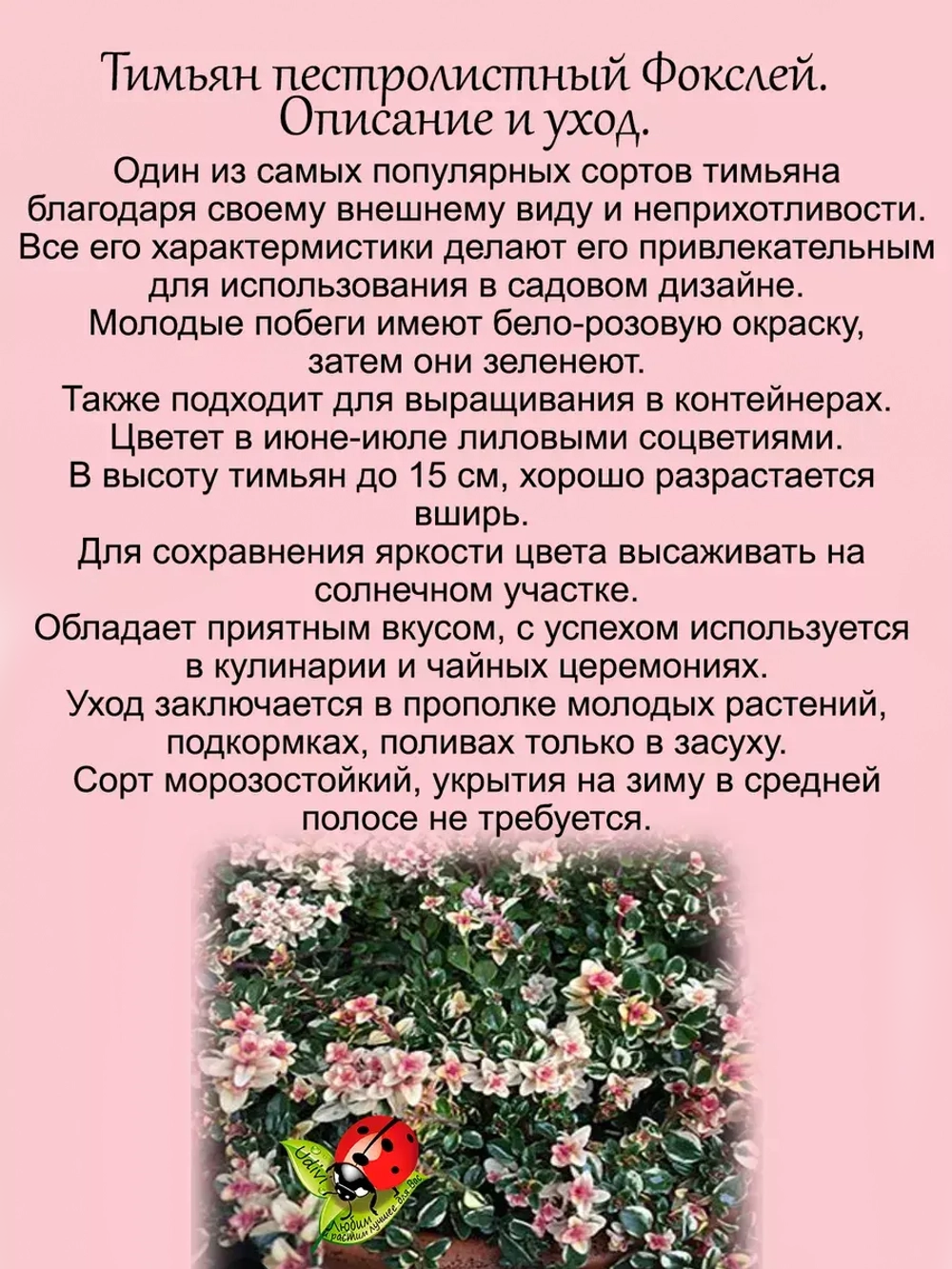 Тимьян Фокслей чабрец пёстролистный