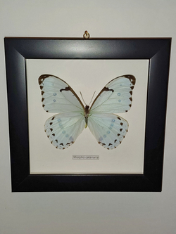 Бабочка Morpho catenaria в рамке