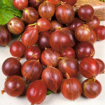 Крыжовник ОЛАВИ (Хиннонмаен Пунайнен)