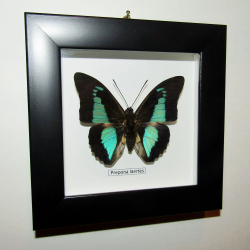 Бабочка Prepona laertes в рамке