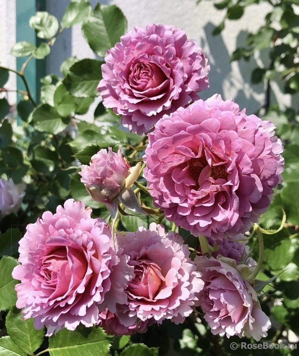 Мамитален (Mamiethalene)