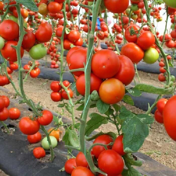 СЕЙРАН F1 семена томата Nunhems отзывы – фото 3