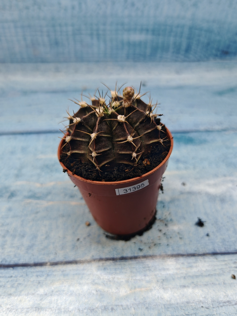 Gymnocalycium Friedrichii (Гимнокалициум)