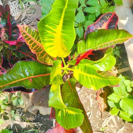 Кротон RED BALI