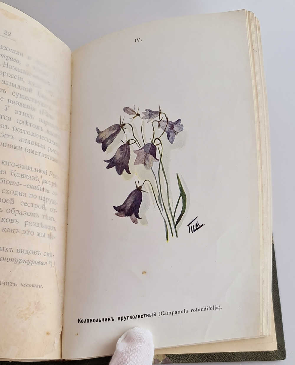"Наши весенние цветы. Серия 1-3. Наши летние цветы. Серия 1-2". Д.Н.Кайгородов. 1915 г.