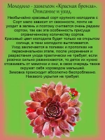 Молодило Красная Бронза