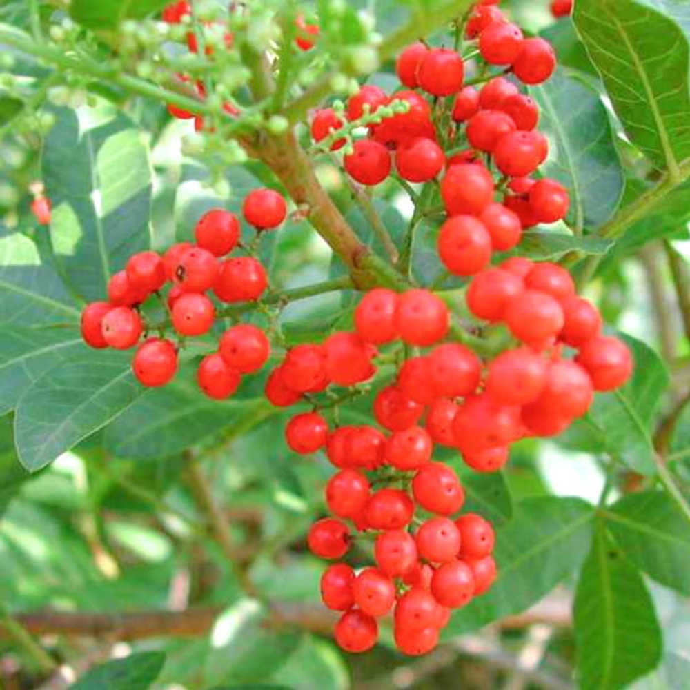 Перечное дерево бразильское – Schinus terebinthifolia