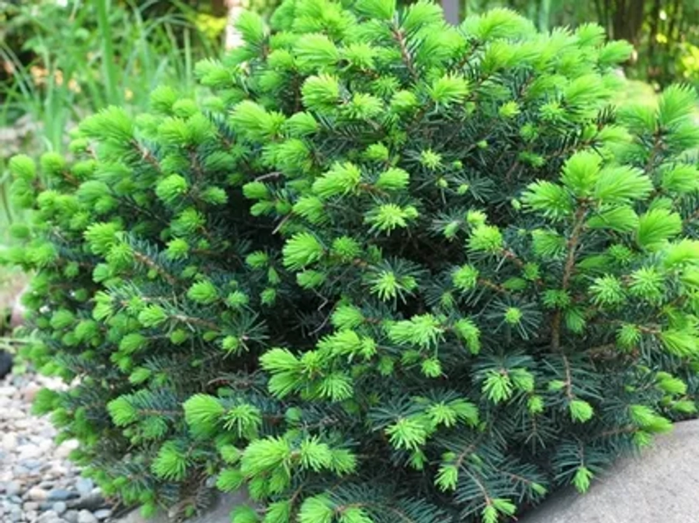 Ель сербская Карел С5 20-25 см Закупка М49 весна 2026