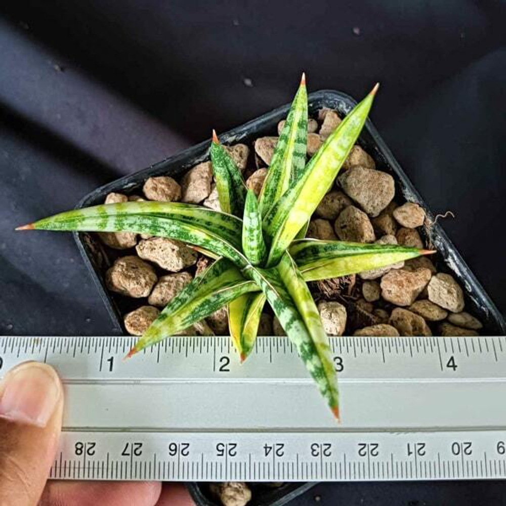 Сансевиерия BALLYII MINNIE VAR