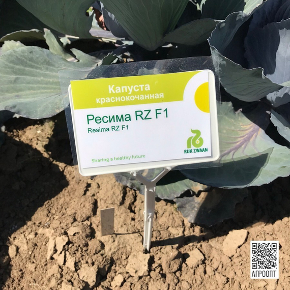 Ресима F1 семена капусты краснокочанной (Rijk Zwaan / Райк Цваан) в поле – фото 9