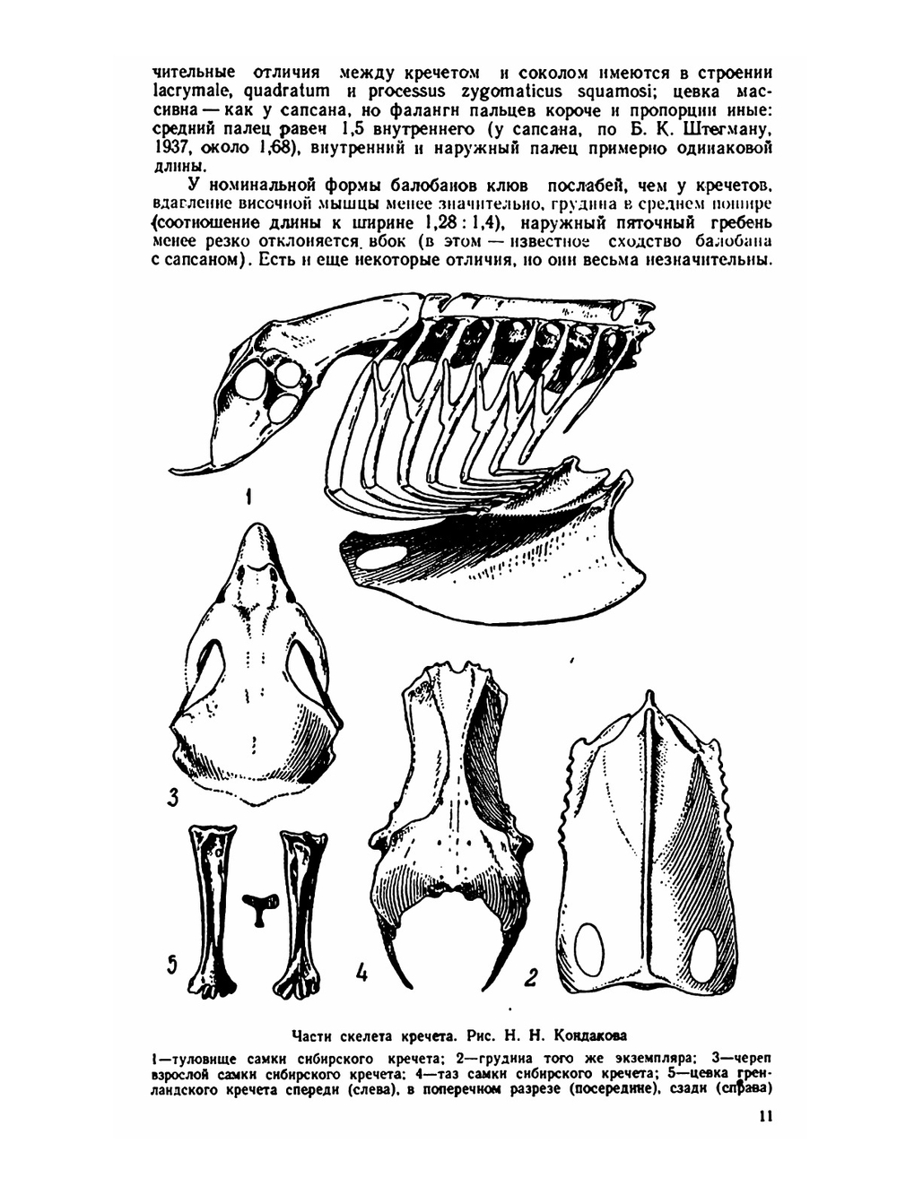 Сокола-кречеты. Систематика, распространение, образ жизни и практическое значение | Г.П. Дементьев