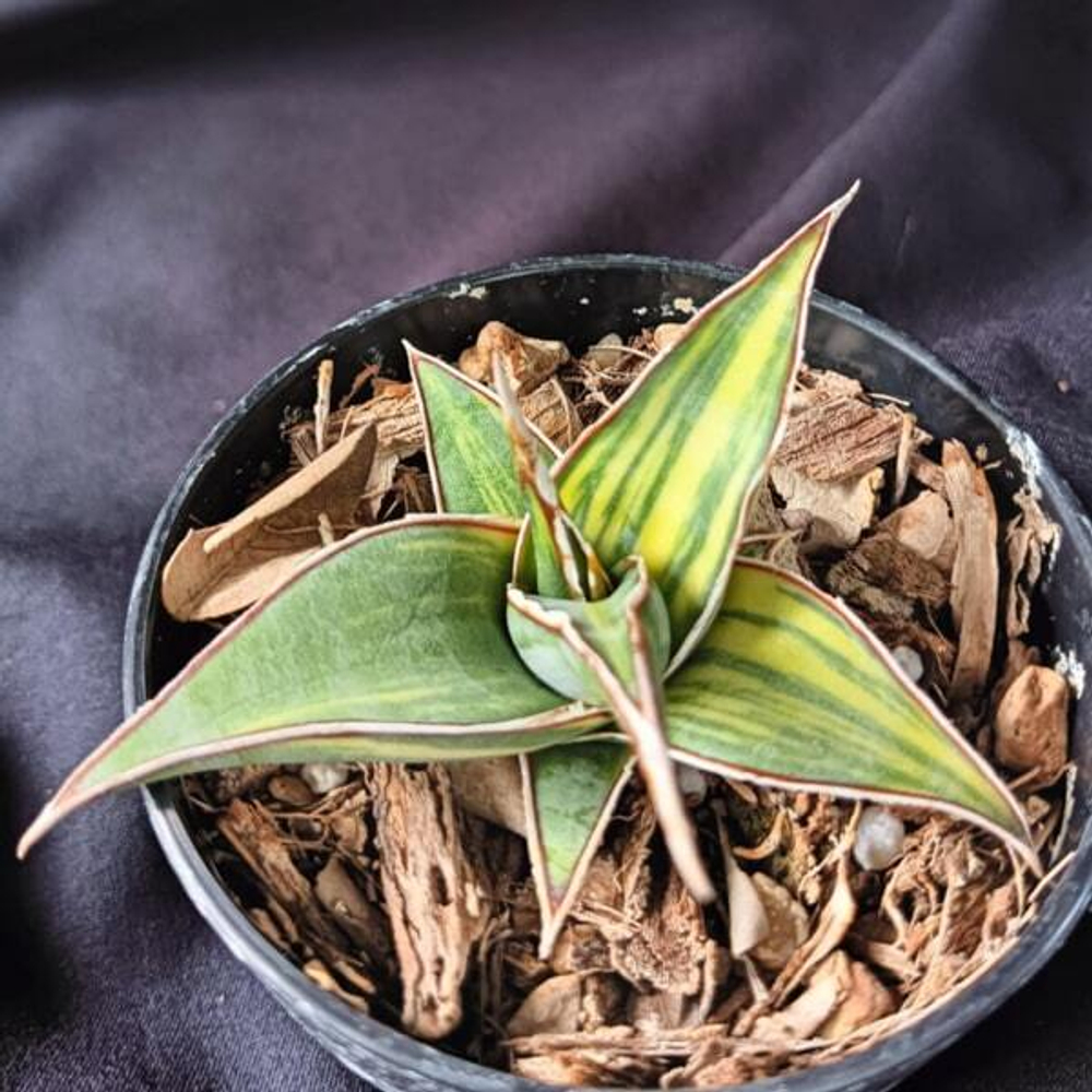 Сансевиерия PINGUI LONGIFLORA VAR