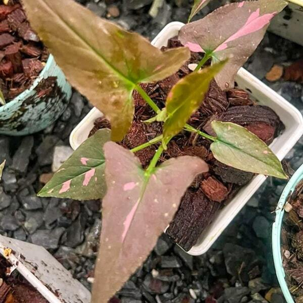 Сингониум ORM NAK PUM PINK SPLASH CHOCOLATE