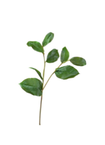 Ветвь Салала с зелёными листами, в-40 см