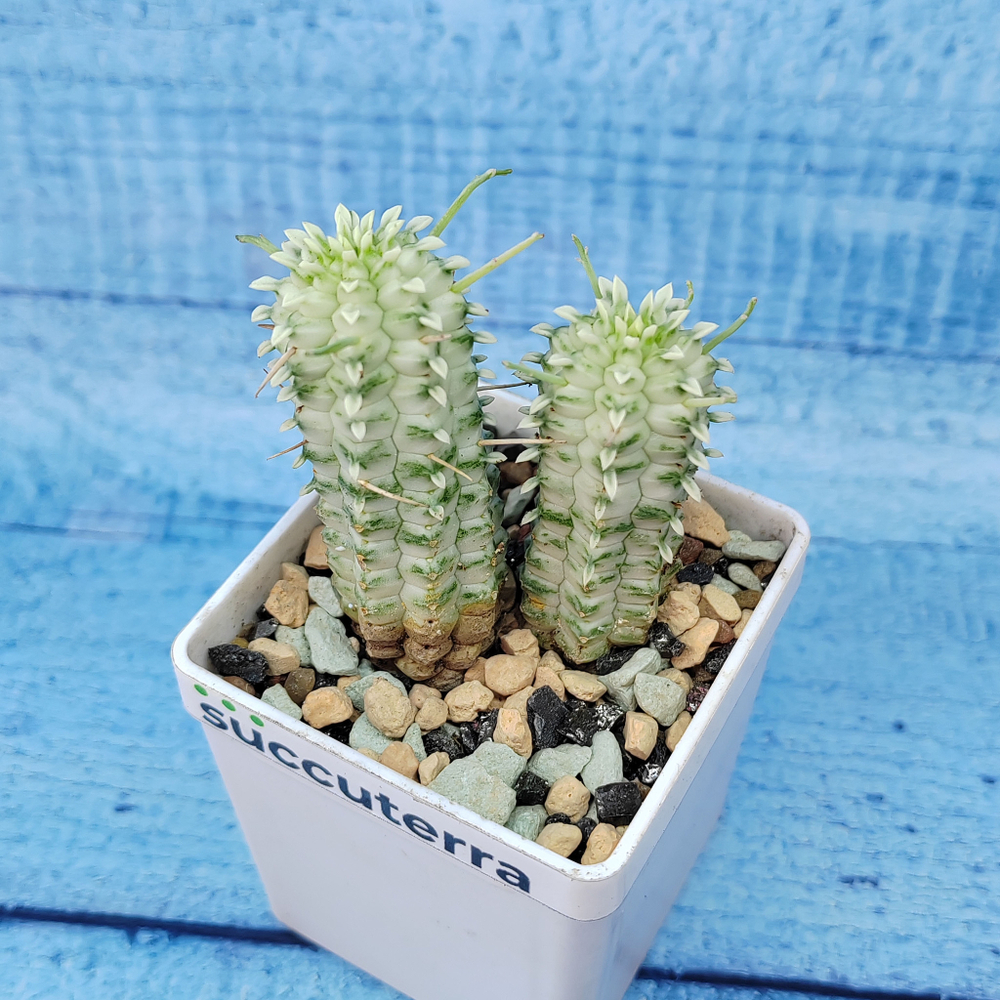 Euphorbia Mammillaris Variegata (Эуфорбия)