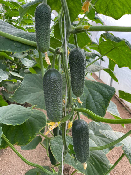 Шопен F1 семена огурца партенокарпического Rijk Zwaan-Райк Цваан купить оптом – фото 2