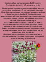 Кровохлебка Маленький Ангел Литл Ангел пестролистная