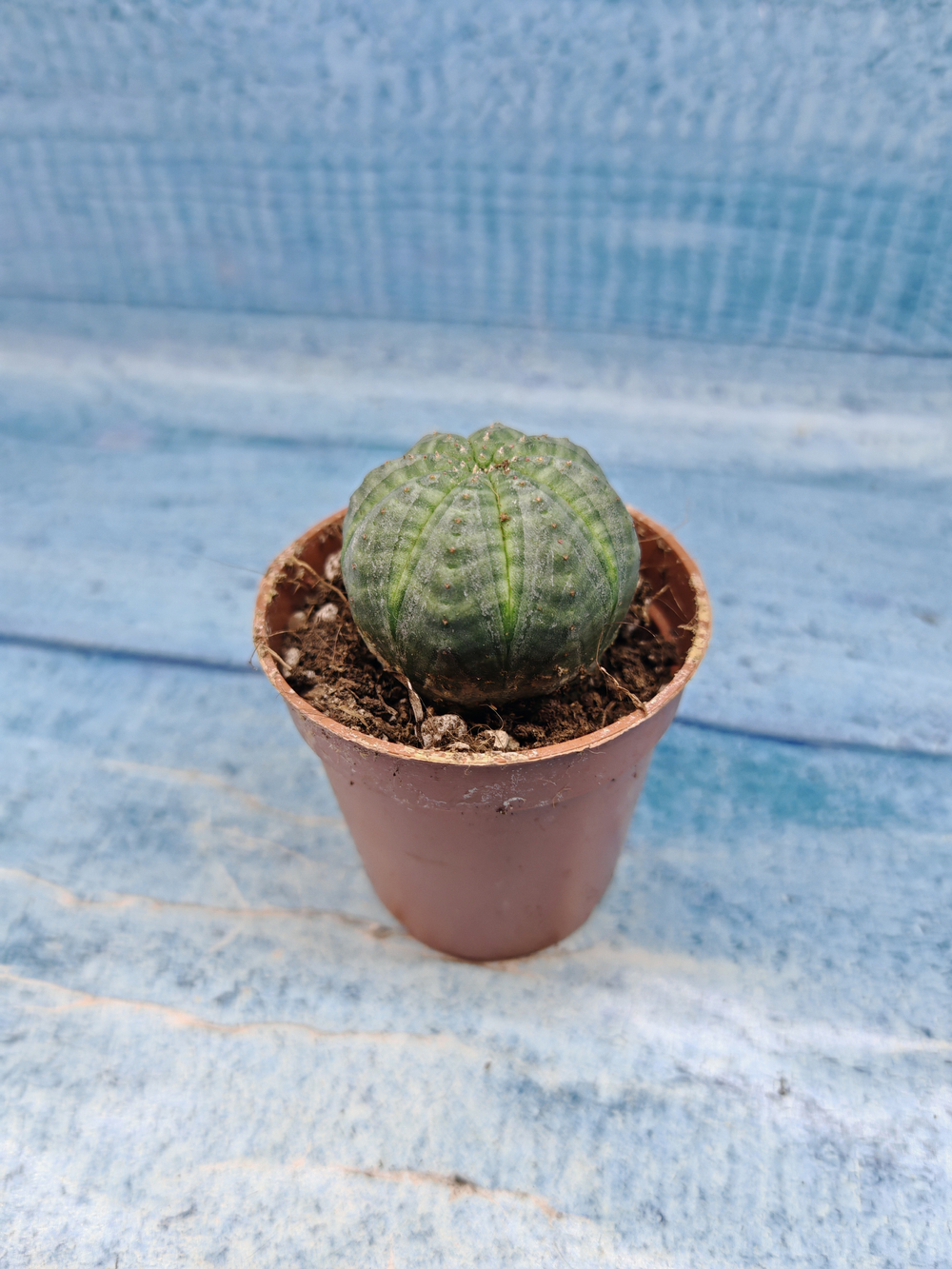 Euphoria Obesa (Эуфорбия)