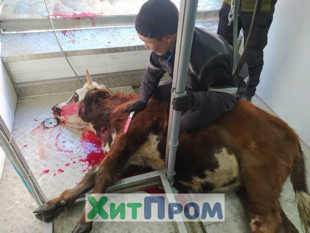 Передвижная линия убоя КРС до 10 голов/смена и МРС до 100 голов/смена. р.Тыва