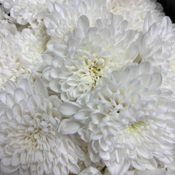 Хризантема кустовая Алтай, белая, 1 шт.