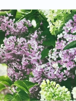 Наволочка 70х70 см из 100% хлопка