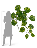 Потос Giant лиана дл-240 см 15 листов (Sensitive Botanic) 6/24 20.092235GY