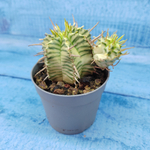 Euphorbia meloformis f. Variegated (Эуфорбия вариегатная)