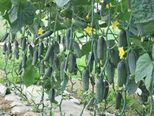 Огурец Каприкорн F1