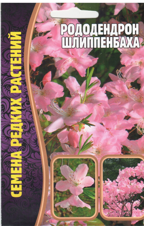 Рододендрон Шлиппенбаха
