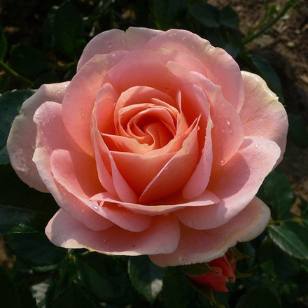Роза чайно-гибридная Таскания