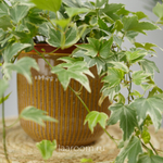 Хедера хеликс Вайт Риппл 13/15