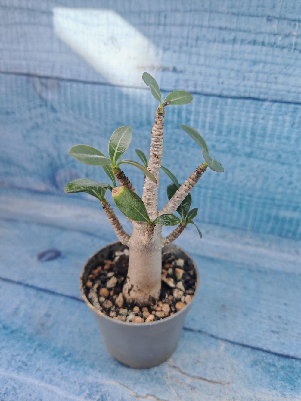 Adenium Baobab (Адениум)