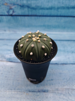 Astrophytum Asterias (Астрофитум)