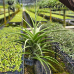 Тилландсия flexuosa v. vivipara CLUMP (T25)