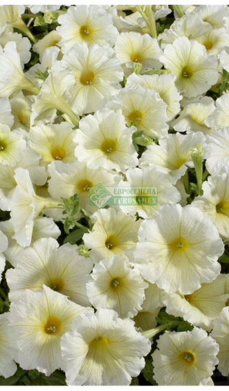 Петуния CELEBRITY YELLOW (Драже) – фото 1