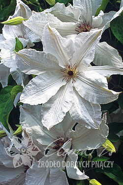 Клематис гибридный Бьютифул Брайд Закупка М33 апрель 2026