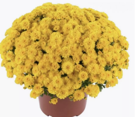 ЕВРО МИНИ Хризантема мультифлора МИНИ Baby Mum Yellow ОКС укорененный черенок конец марта - апрель
