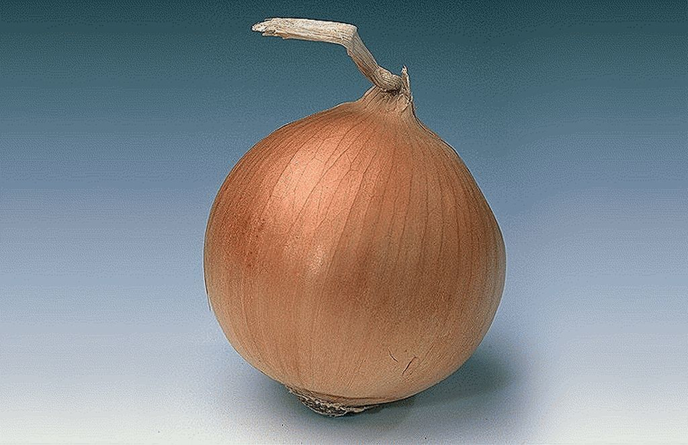 Банко семена лука репчатого (Syngenta / Сингента)