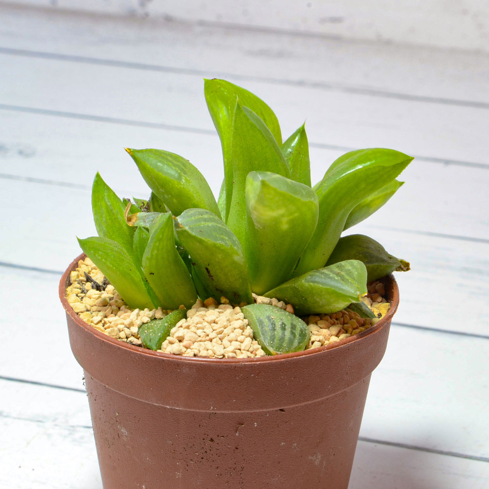 Haworthia Turgida (Хавортия)
