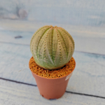 Euphoria Obesa (Эуфорбия)