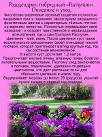 Рододендрон Распутин морозостойкий