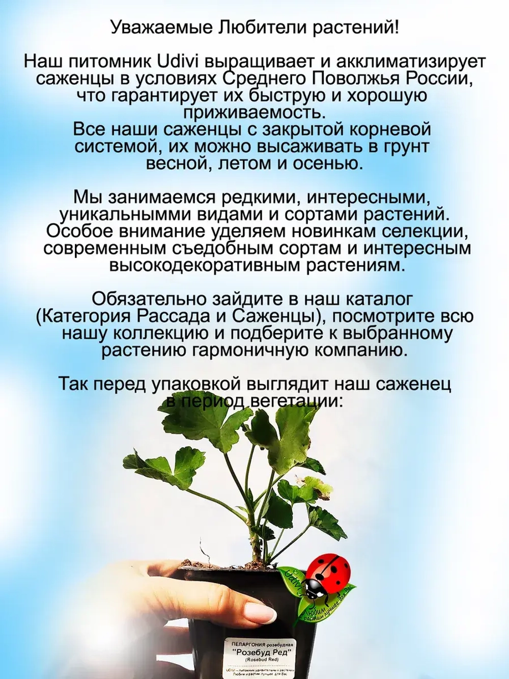 Пеларгония Розебуд Ред розебудная