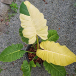 Филодендрон JUNGLE FEVER EGG YOLK