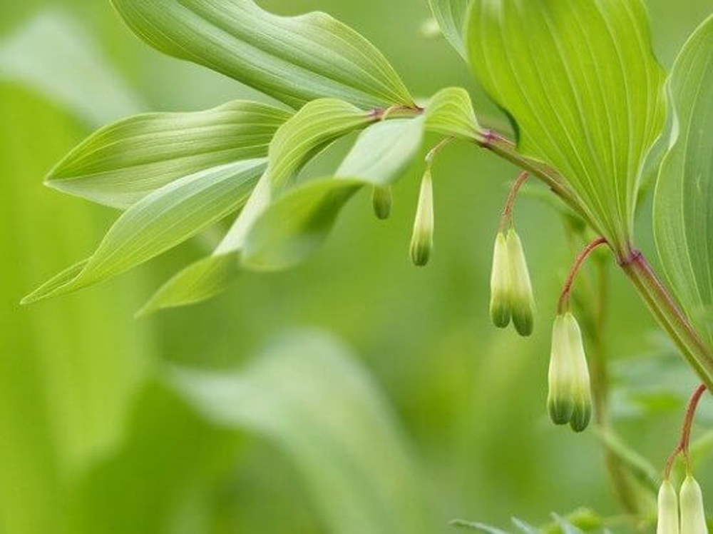 Купена двухцветковая